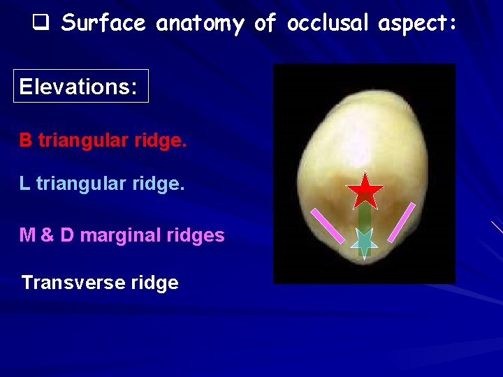 q Surface anatomy of occlusal aspect: Elevations: B triangular ridge. L triangular ridge. M