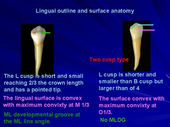 Lingual outline and surface anatomy Two cusp type The L cusp is short and