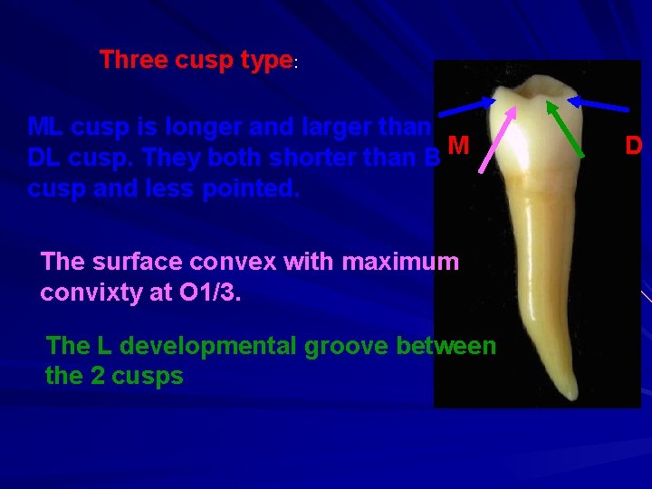 Three cusp type: ML cusp is longer and larger than DL cusp. They both