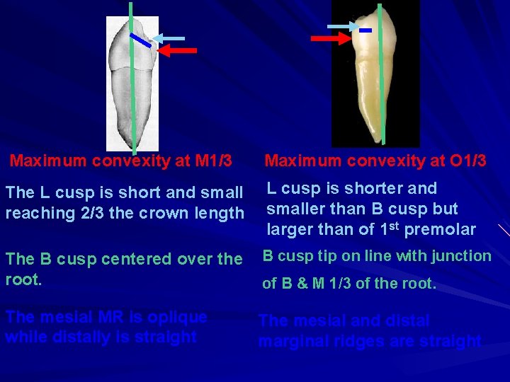 Maximum convexity at M 1/3 Maximum convexity at O 1/3 The L cusp is