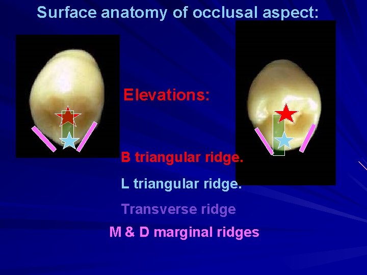 Surface anatomy of occlusal aspect: Elevations: B triangular ridge. L triangular ridge. Transverse ridge