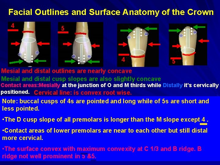 Facial Outlines and Surface Anatomy of the Crown 4 5 Mesial and distal outlines