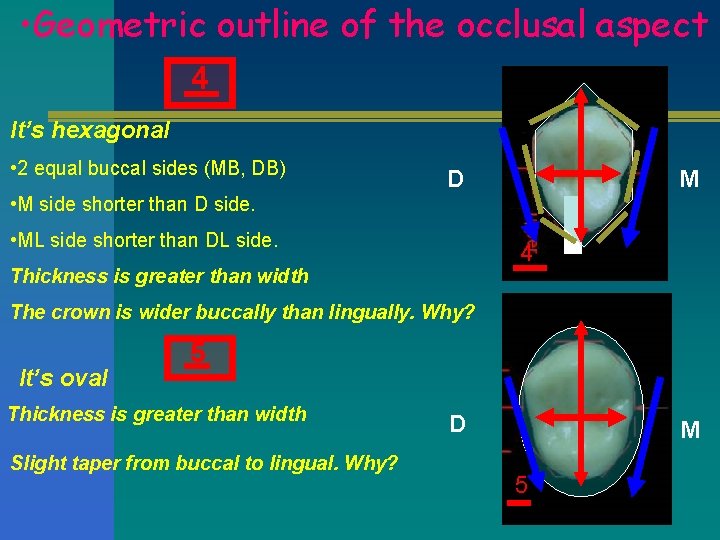  • Geometric outline of the occlusal aspect 4 It’s hexagonal • 2 equal