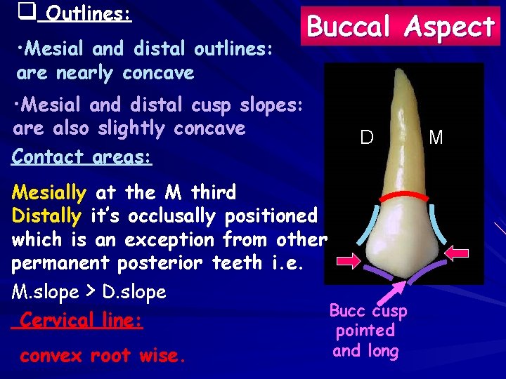 q Outlines: • Mesial and distal outlines: are nearly concave • Mesial and distal