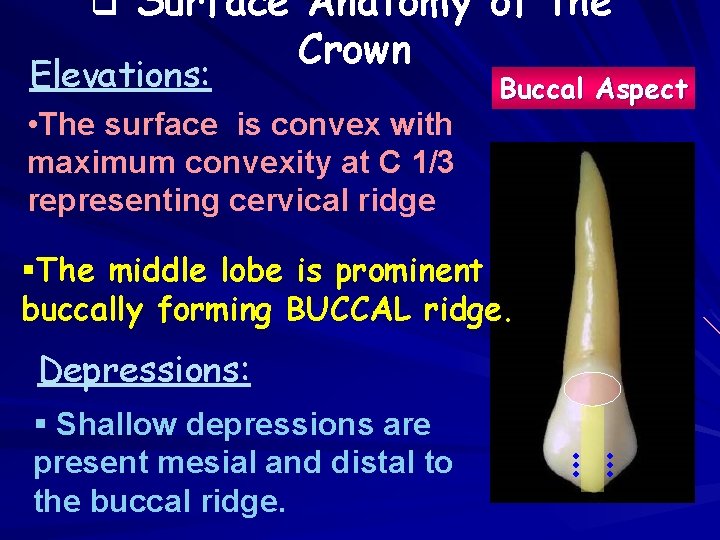 q Surface Anatomy of the Crown Elevations: • The surface is convex with maximum