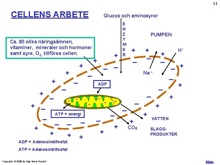 11 CELLENS ARBETE Ca. 90 olika näringsämnen, vitaminer, mineraler och hormoner samt syre, O