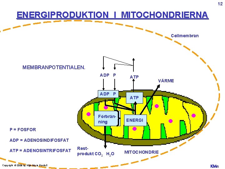 12 ENERGIPRODUKTION I MITOCHONDRIERNA Cellmembran MEMBRANPOTENTIALEN. ADP P Förbränning ATP VÄRME ATP ENERGI P