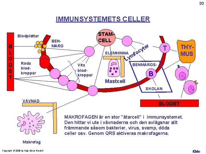 33 IMMUNSYSTEMETS CELLER STAMCELL Blodplättar B L O D E T BENMÄRG SLEMHINNA Röda