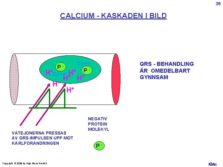 35 CALCIUM - KASKADEN I BILD Ca++ P+ PH+Ca++ H H+ H+ VÄTEJONERNA PRESSAS
