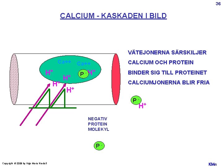 36 CALCIUM - KASKADEN I BILD VÄTEJONERNA SÄRSKILJER Ca++ H+ H+ H+ CALCIUM OCH