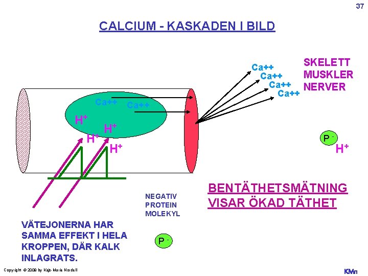 37 CALCIUM - KASKADEN I BILD SKELETT Ca++ H+ H+ Ca++ MUSKLER Ca++ NERVER