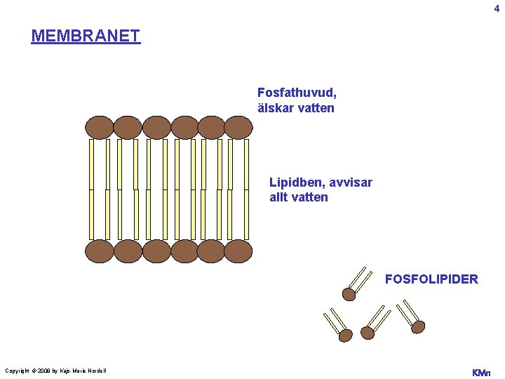 4 MEMBRANET Fosfathuvud, älskar vatten Lipidben, avvisar allt vatten FOSFOLIPIDER Copyright © 2008 by