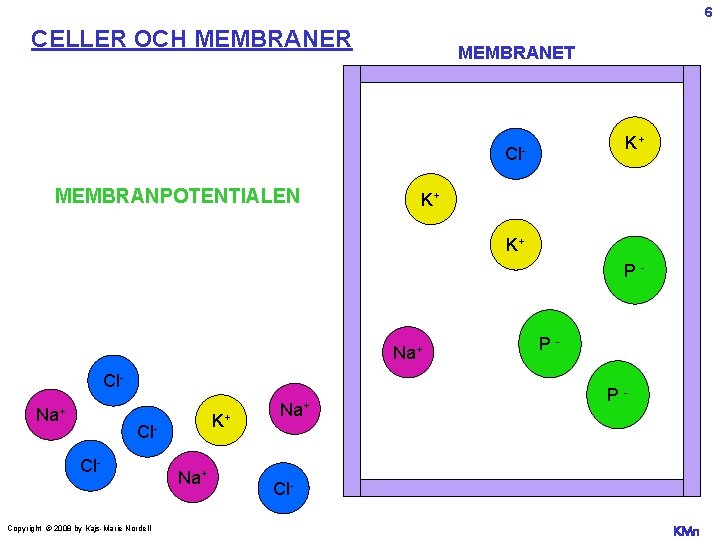 6 CELLER OCH MEMBRANER MEMBRANET K+ Cl- MEMBRANPOTENTIALEN K+ K+ P- Na+ Cl. Na+