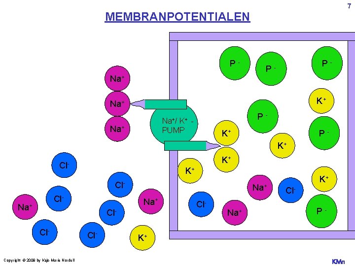 7 MEMBRANPOTENTIALEN PNa+ P P- - K+ Na+ P- Na+/ K+ PUMP Na+ K+