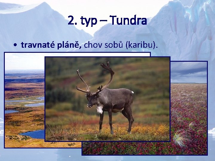 2. typ – Tundra • travnaté pláně, chov sobů (karibu). 