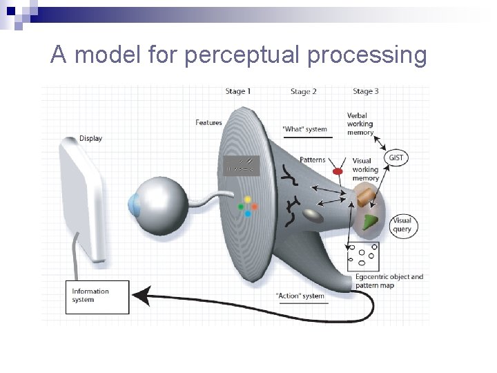 A model for perceptual processing 