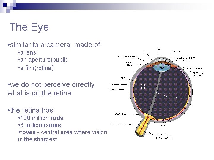 The Eye • similar to a camera; made of: • a lens • an