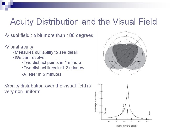 Acuity Distribution and the Visual Field • Visual field : a bit more than