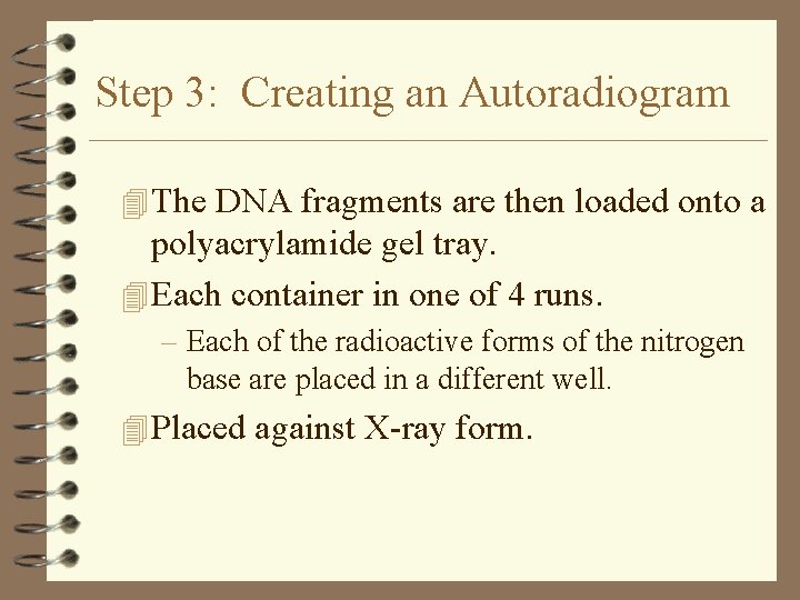Step 3: Creating an Autoradiogram 4 The DNA fragments are then loaded onto a