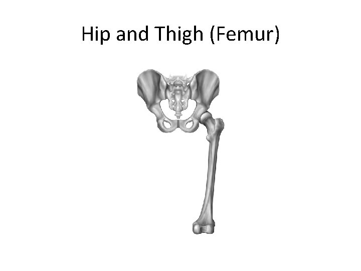 Hip and Thigh (Femur) 