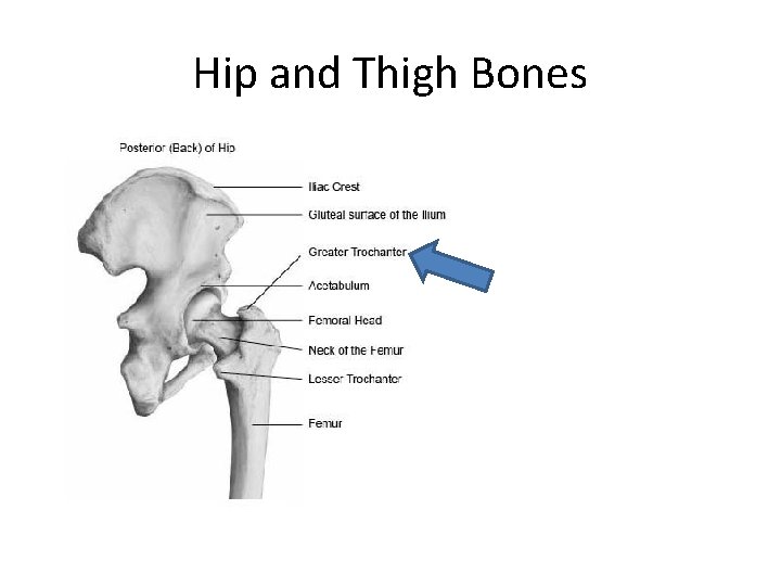 Hip and Thigh Bones 