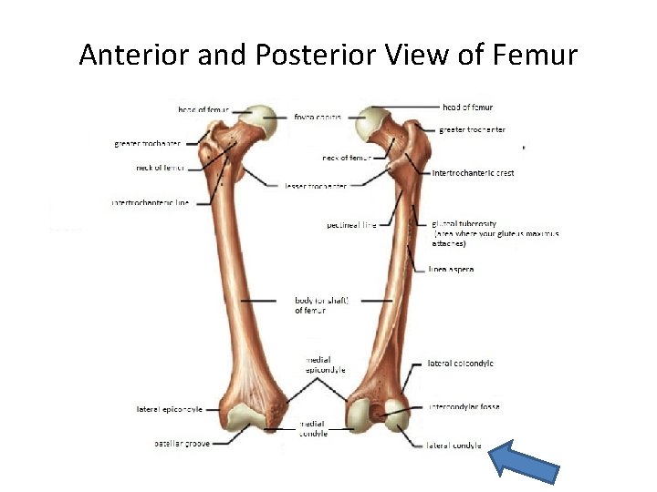 Anterior and Posterior View of Femur 