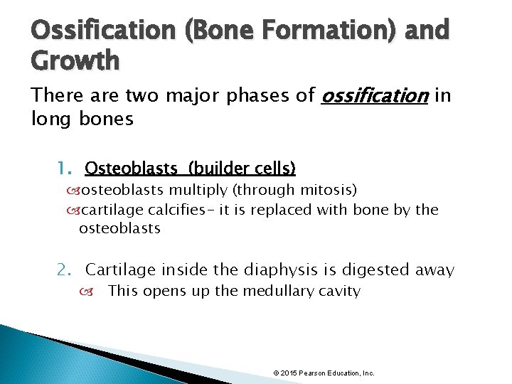 Ossification (Bone Formation) and Growth There are two major phases of ossification in long