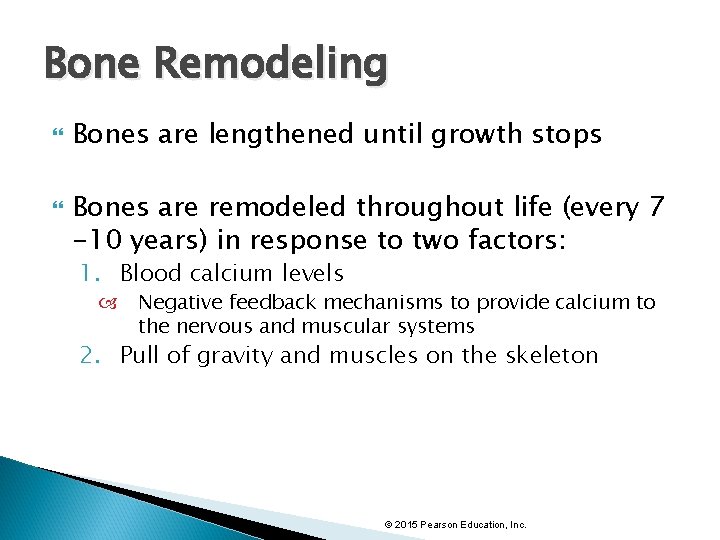 Bone Remodeling Bones are lengthened until growth stops Bones are remodeled throughout life (every