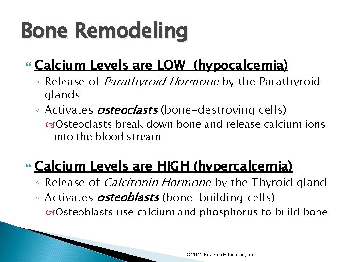 Bone Remodeling Calcium Levels are LOW (hypocalcemia) ◦ Release of Parathyroid Hormone by the