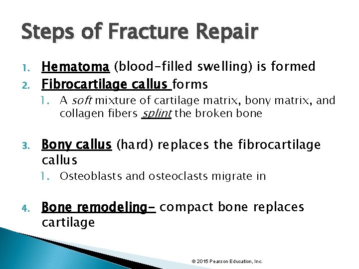 Steps of Fracture Repair 1. 2. 3. Hematoma (blood-filled swelling) is formed Fibrocartilage callus