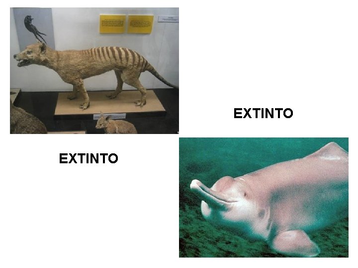 EXTINTO 