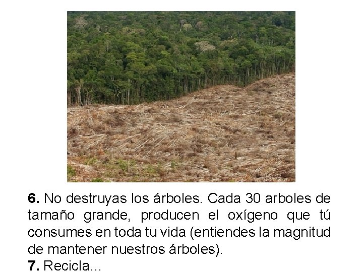 6. No destruyas los árboles. Cada 30 arboles de tamaño grande, producen el oxígeno