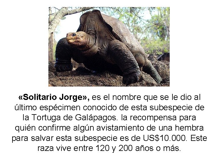  «Solitario Jorge» , es el nombre que se le dio al último espécimen