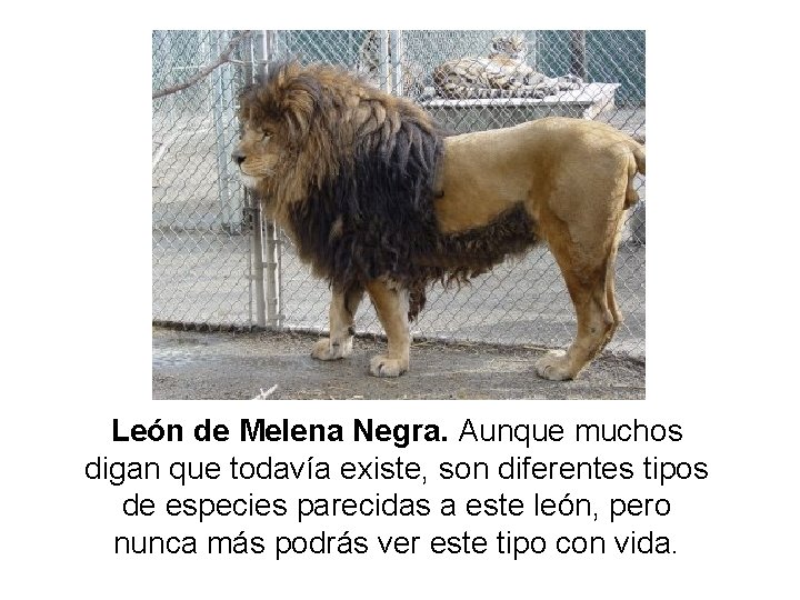 León de Melena Negra. Aunque muchos digan que todavía existe, son diferentes tipos de