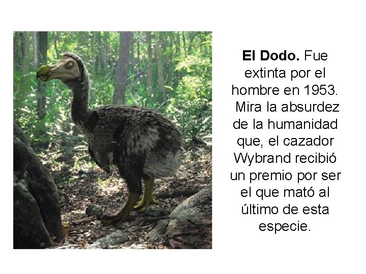 El Dodo. Fue extinta por el hombre en 1953. Mira la absurdez de la