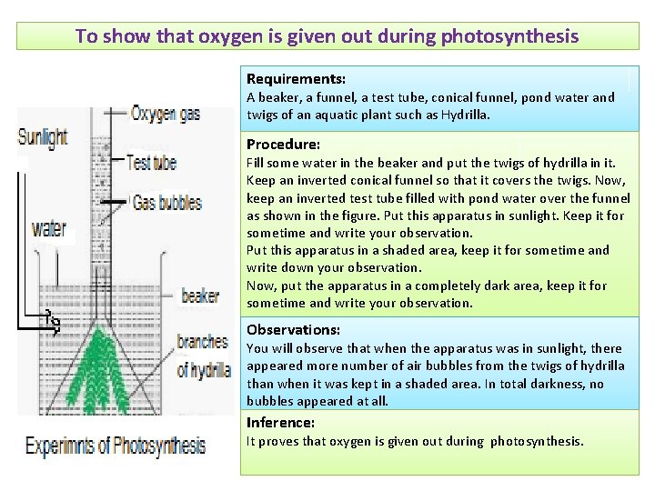 To show that oxygen is given out during photosynthesis Requirements: A beaker, a funnel,