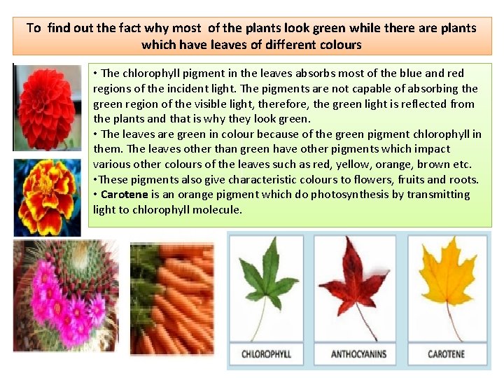 To find out the fact why most of the plants look green while there