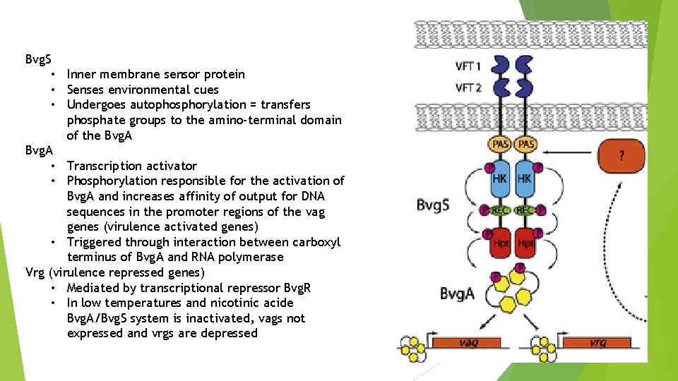 Bvg. S • Inner membrane sensor protein • Senses environmental cues • Undergoes autophosphorylation