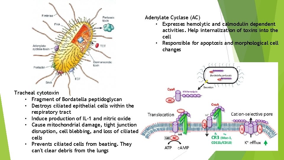 Adenylate Cyclase (AC) • Expresses hemolytic and calmodulin dependent activities. Help internalization of toxins