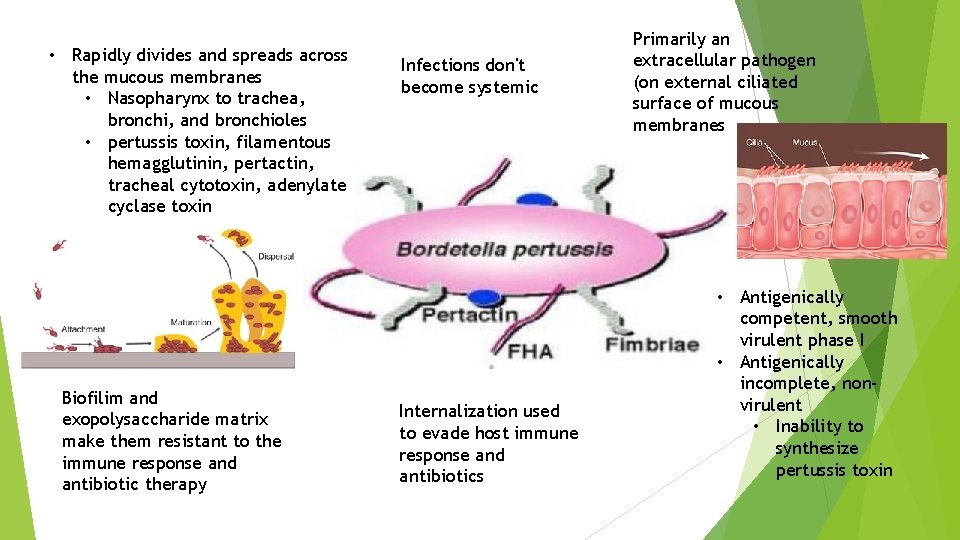  • Rapidly divides and spreads across the mucous membranes • Nasopharynx to trachea,