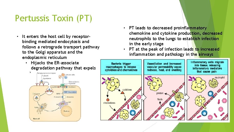 Pertussis Toxin (PT) • It enters the host cell by receptorbinding mediated endocytosis and