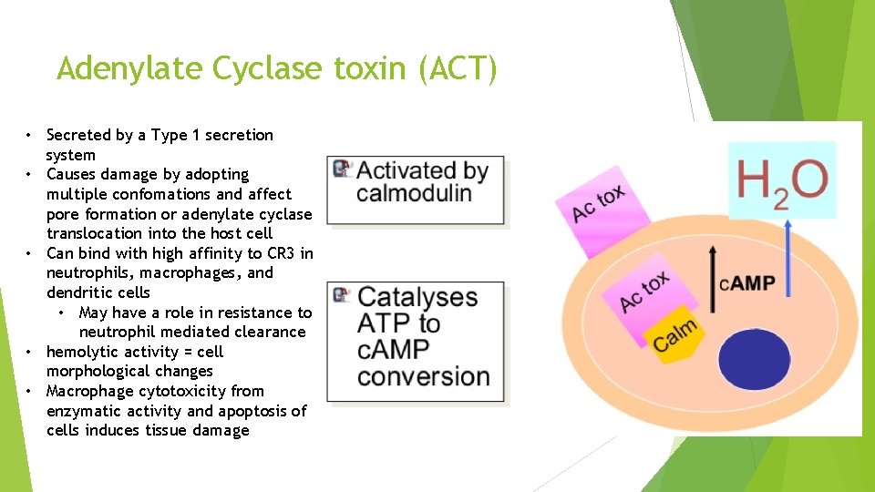 Adenylate Cyclase toxin (ACT) • Secreted by a Type 1 secretion system • Causes