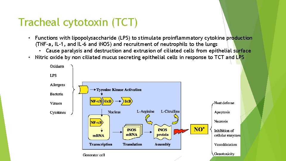 Tracheal cytotoxin (TCT) • Functions with lipopolysaccharide (LPS) to stimulate proinflammatory cytokine production (TNF-a,