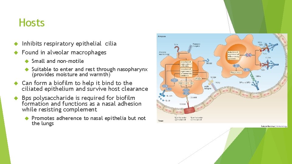 Hosts Inhibits respiratory epithelial cilia Found in alveolar macrophages Small and non-motile Suitable to