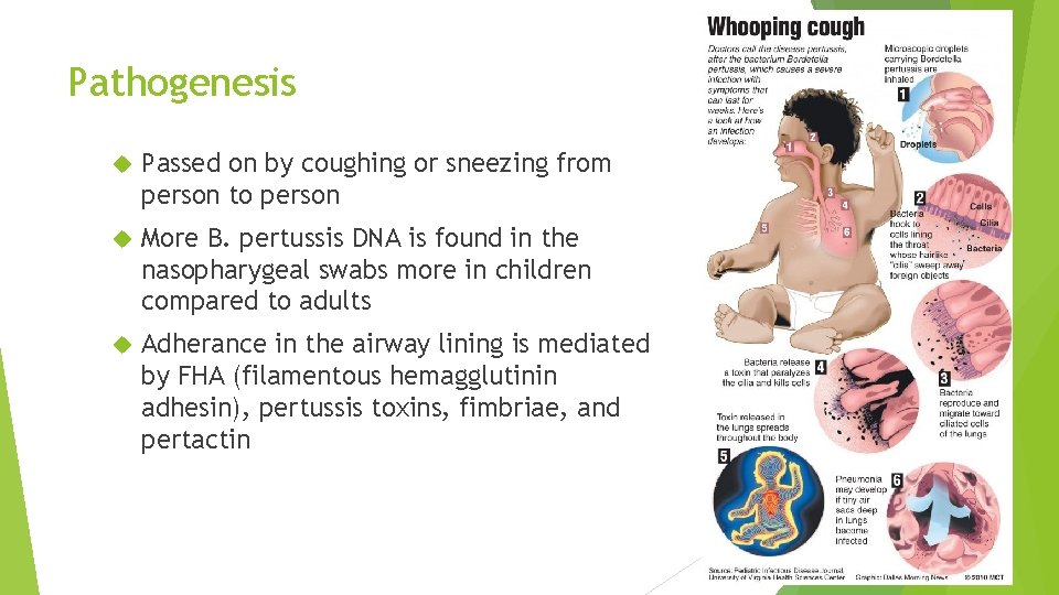 Pathogenesis Passed on by coughing or sneezing from person to person More B. pertussis