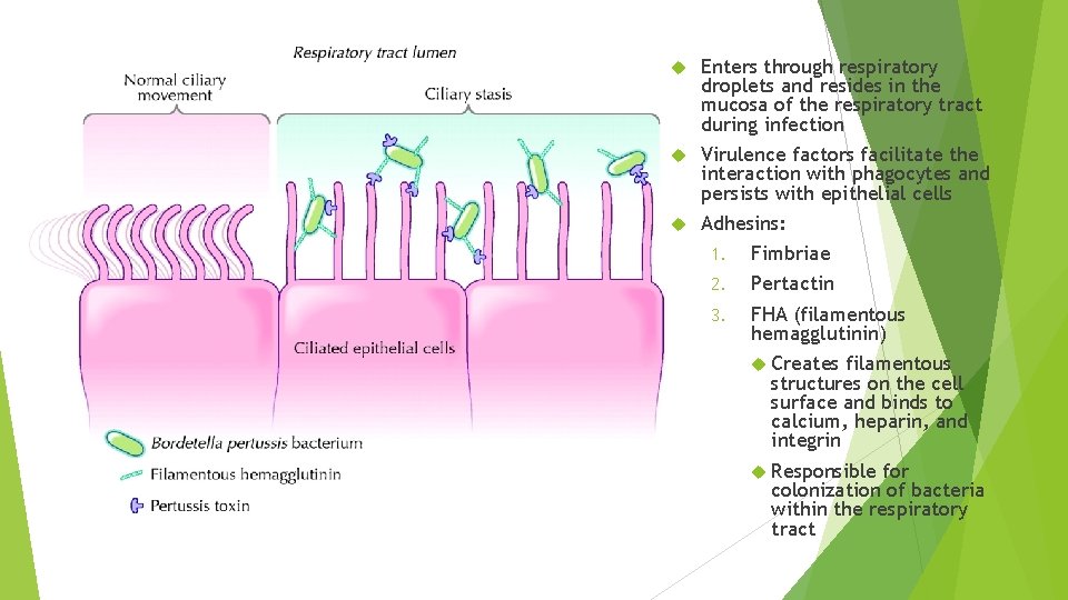  Enters through respiratory droplets and resides in the mucosa of the respiratory tract