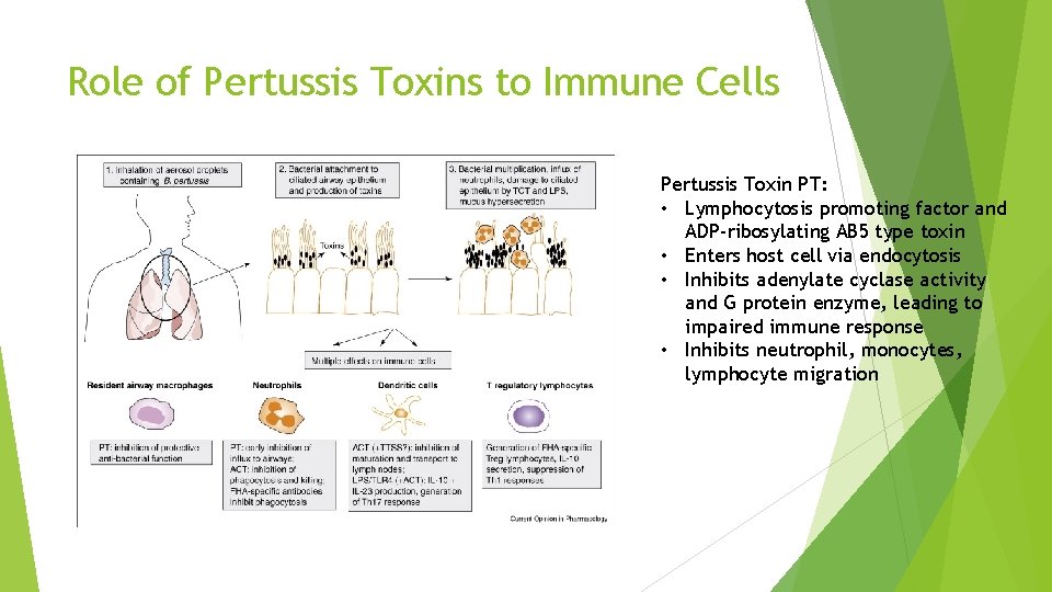 Role of Pertussis Toxins to Immune Cells Pertussis Toxin PT: • Lymphocytosis promoting factor