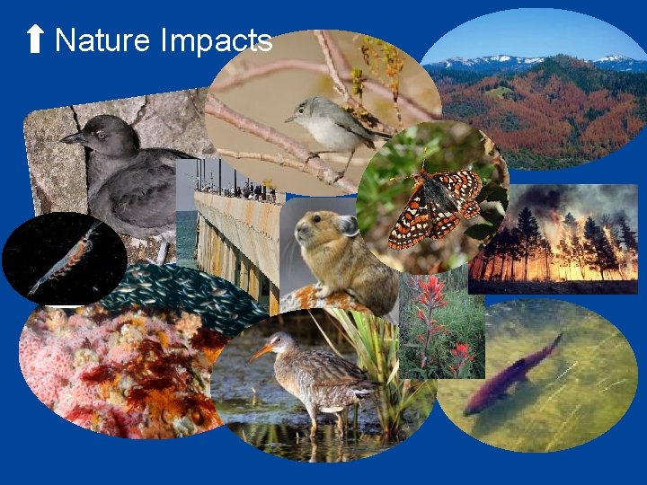 Nature Impacts 