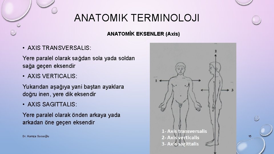 ANATOMIK TERMINOLOJI ANATOMİK EKSENLER (Axis) • AXIS TRANSVERSALIS: Yere paralel olarak sağdan sola yada