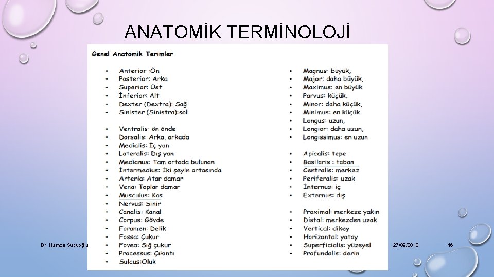 ANATOMİK TERMİNOLOJİ Dr. Hamza Sucuoğlu 27/09/2018 16 